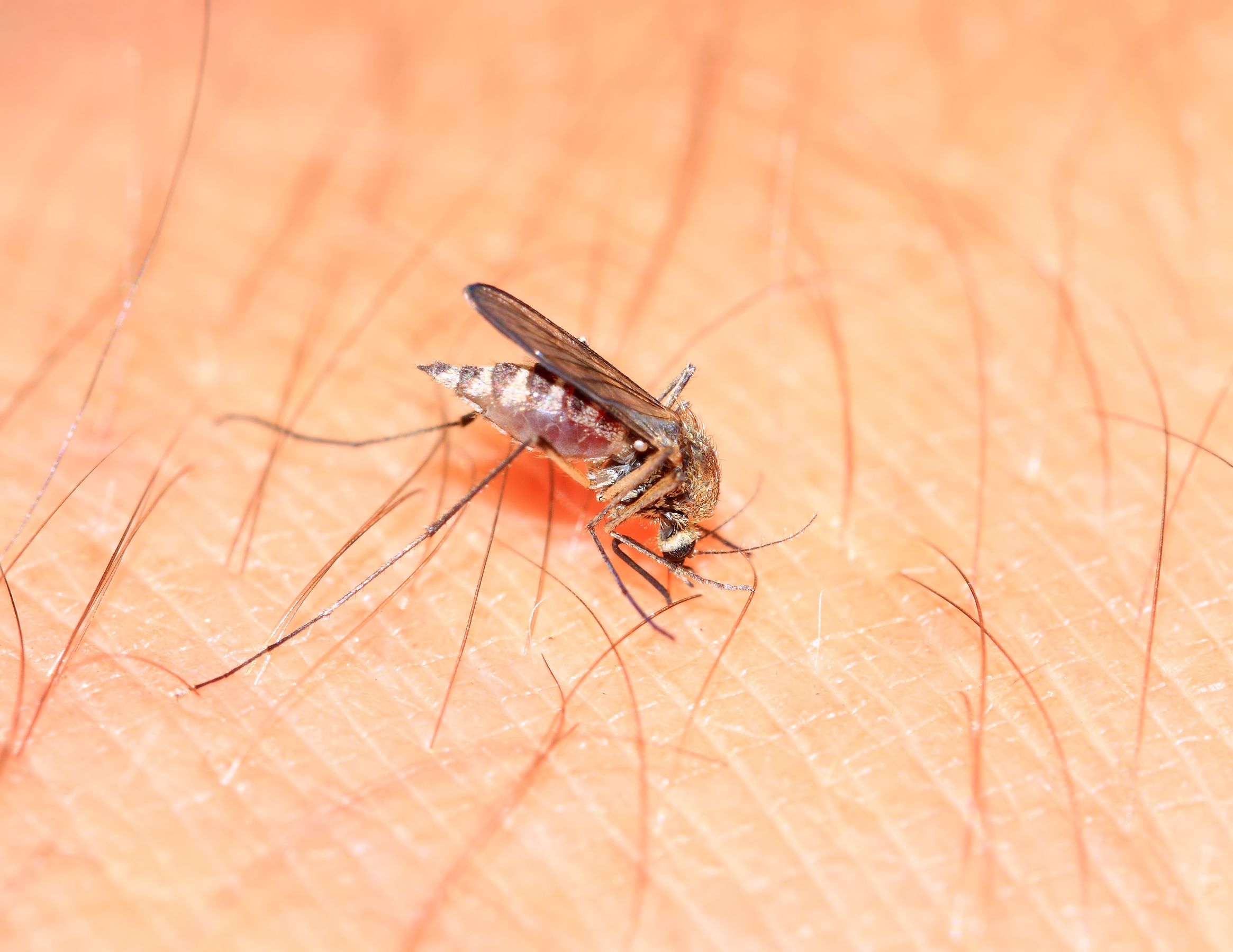 Considerations for Mosquito Removal in Reading, MA