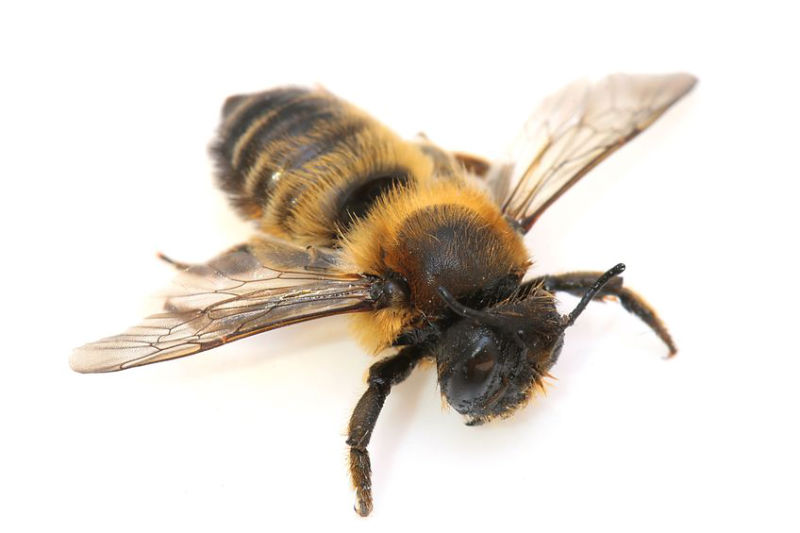 Why It’s Important To Hire A Professional For Removal Of A Honey Bee Swarm In Westerville OH