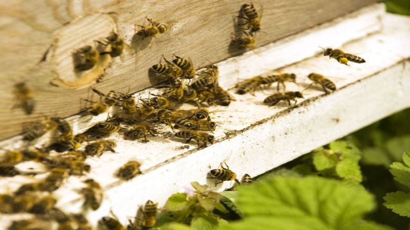 Eradicating A Honey Bee Swarm in Reynoldsburg