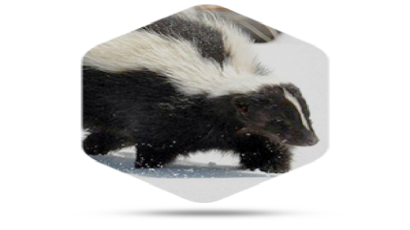 Eliminate Pests With Skunk Removal in Columbus OH