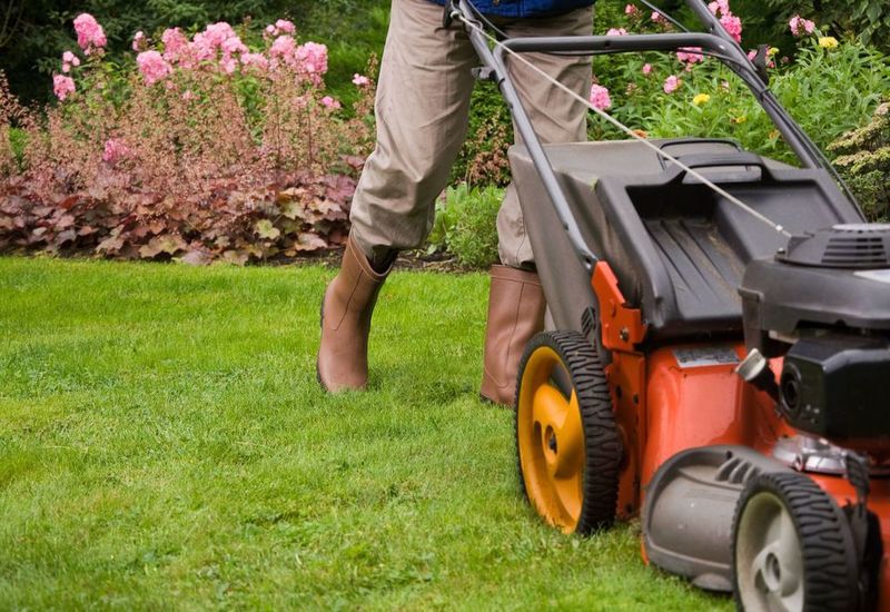 The Ultimate Guide to Determining the Best Lawn Care Weed Control in Louisville, KY