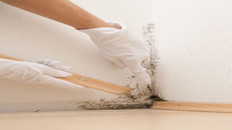 The Journey of Mold Damage Remediation Services in Omaha, NE