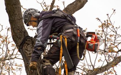 Cultivating Robust Tree Ecosystems through Precision Tree Maintenance Service in Orange Park, FL