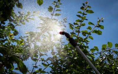 Protect Your Home From Infestations With Local Pest Control Celina, TX Solutions