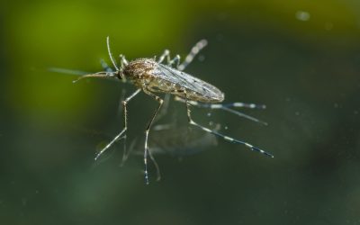 Homeowner-Friendly Mosquito Reduction Clovis, CA: Tips for a Safer and Healthier Environment