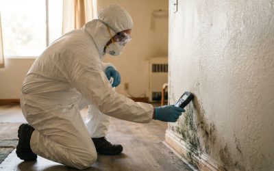 Understanding Professional Mold Removal Services in Murrieta